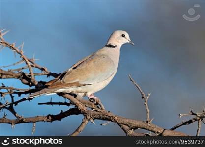 A Cape turtle dove (Streptopelia capicola) perched on a branch, South Africa
