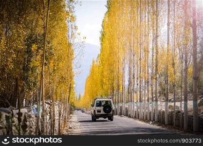 A car is running on the road towards Khaplu among yellow leaves poplar trees in autumn. Skardu, Gilgit Baltistan, Pakistan.