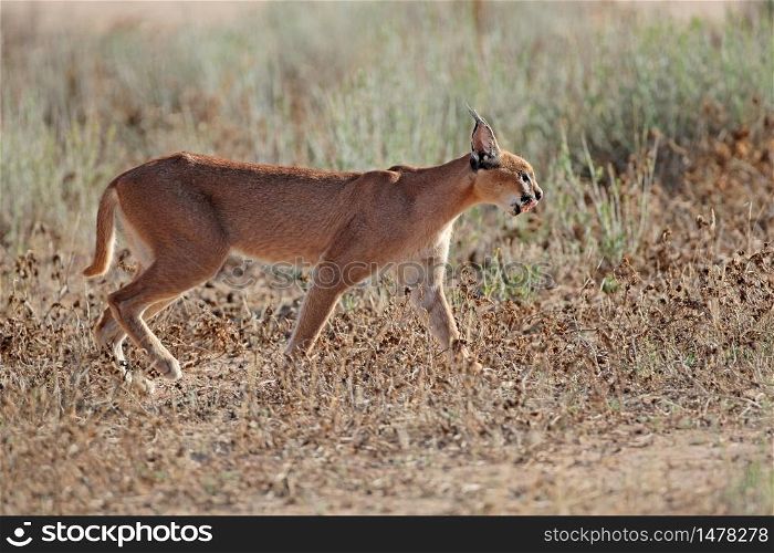 A caracal (Felis caracal) in natural habitat, Kalahari desert, South Africa