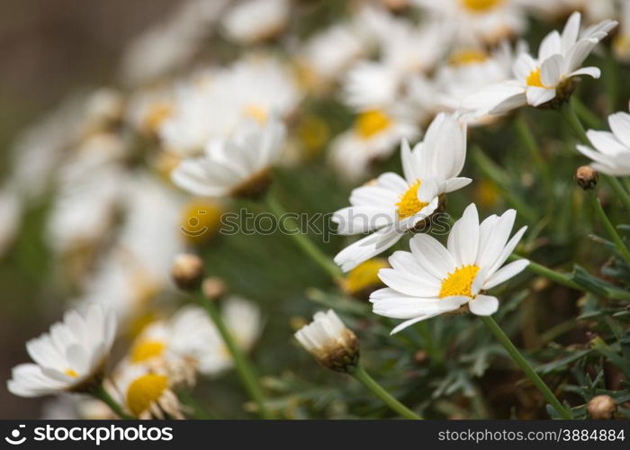 A Carpet of daisies