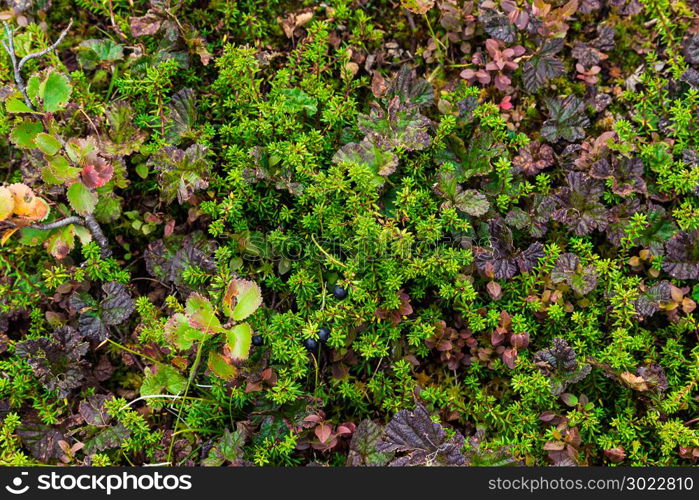 A carpet of moss in the woods on a Sunny day