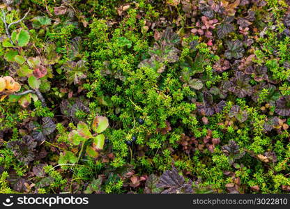 A carpet of moss in the woods on a Sunny day