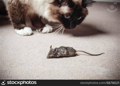 A cat is looking at a dead mouse he killed