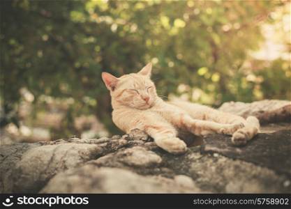 A cat is sleeping on a rock outside