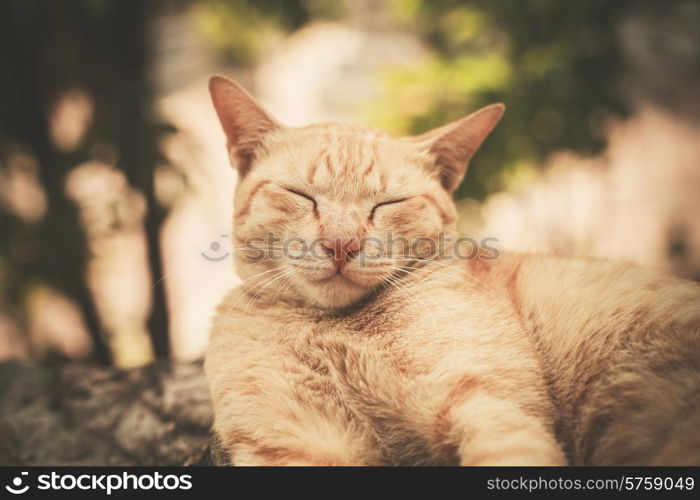 A cat is sleeping on a rock outside