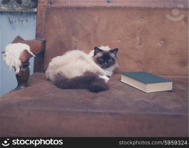 A cat is studying a book on a sofa