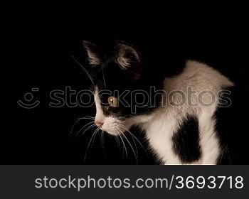 A cat isolated on a black background