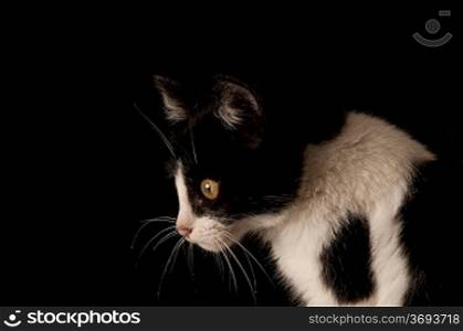 A cat isolated on a black background