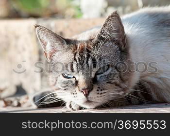 A cat sleeping