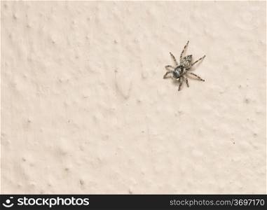 A cautious jumping spider on the wall