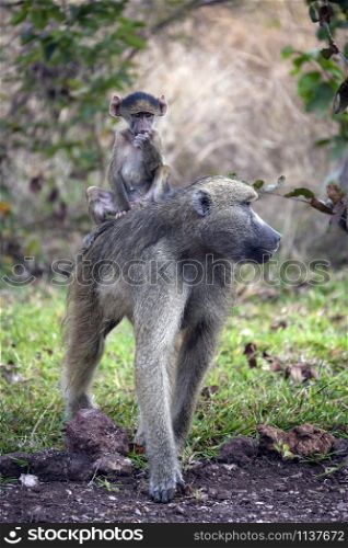 A Chacma Baboon (Papio ursinus) with its young in the Savuti region of Botswana, Africa.