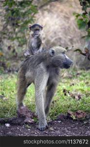 A Chacma Baboon (Papio ursinus) with its young in the Savuti region of Botswana, Africa.