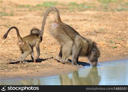 A chacma baboon (Papio ursinus) with young drinking water, Mkuze game reserve, South Africa