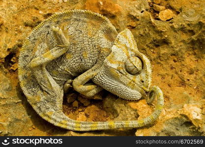 A Chameleon lies on a stone.