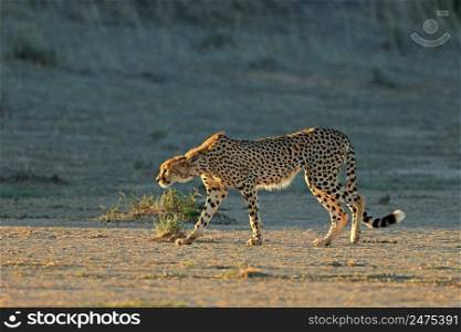 A cheetah (Acinonyx jubatus) stalking in natural habitat, Kalahari desert, South Africa