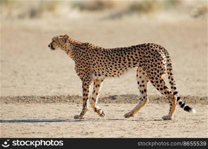 A cheetah (Acinonyx jubatus) stalking in natural habitat, Kalahari desert, South Africa
