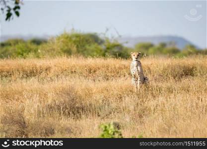 A Cheetah in the grassland of the savannah in Kenya. Cheetah in the grassland of the savannah in Kenya