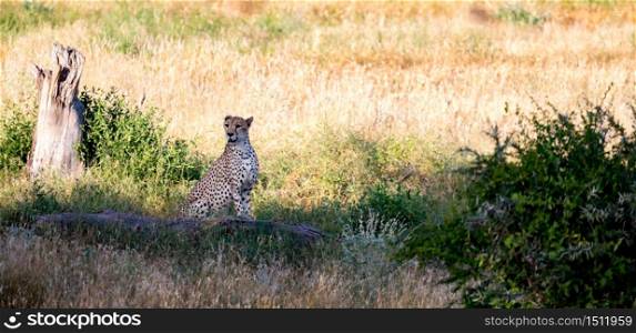A Cheetah in the grassland of the savannah in Kenya. Cheetah in the grassland of the savannah in Kenya