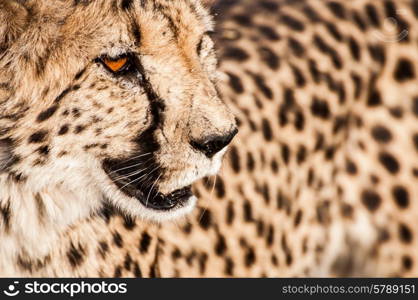 A cheetah in the veld in Namibia wondering around in brought day light, looking for something to eat.