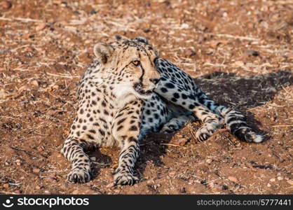 A Cheetah lying on the ground in the bush veld of Namibia completely visible.