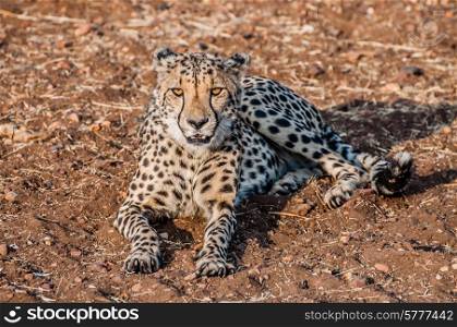 A Cheetah lying on the ground in the bush veld of Namibia completely visible.