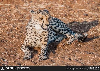 A Cheetah lying on the ground in the bush veld of Namibia completely visible.