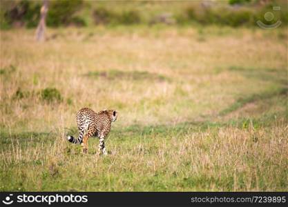 A cheetah walks between grass and bushes in the savannah of Kenya. The cheetah walks between grass and bushes in the savannah of Kenya
