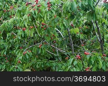A cherry tree