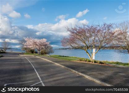 A cherry tree blooms on the shore of Lake Washington near Seattle.