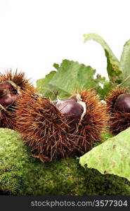 A chestnut burr