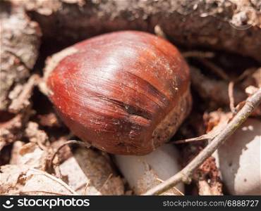 a chestnut on the ground in spring autumn food for birds close up detail brown texture and pattern detail in day light