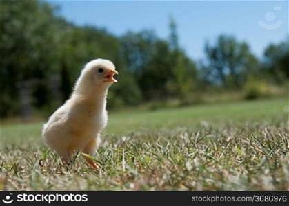 A chick in a field