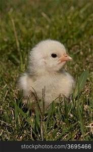 A chick sitting in the grass