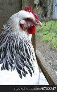 A chicken look out of wire fence.