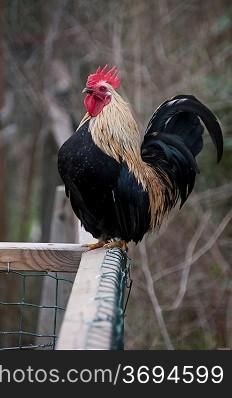 A chicken on a farm