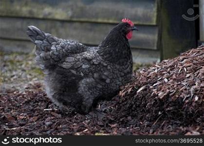 A chicken on a farm