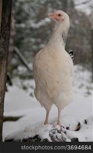 A chicken on a snowy farm