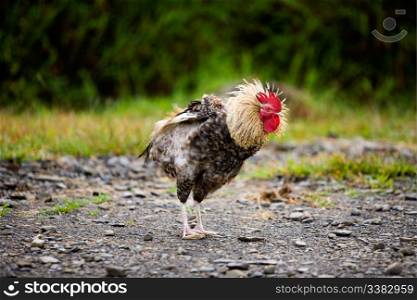 A chicken shows it&rsquo;s feathers