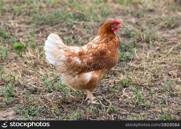 A chicken that looks ahead