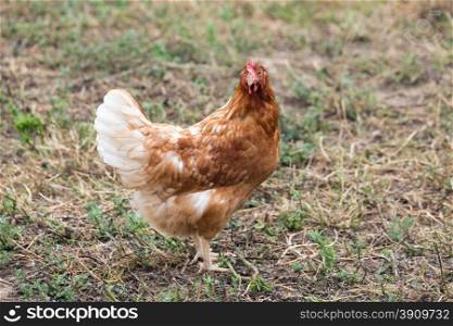 A chicken that looks into the camera