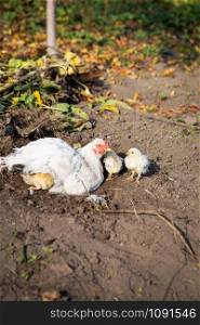 A chicken with chickens sits on the ground in a garden in the village. A chicken with chickens sits on the ground in a garden in the village.
