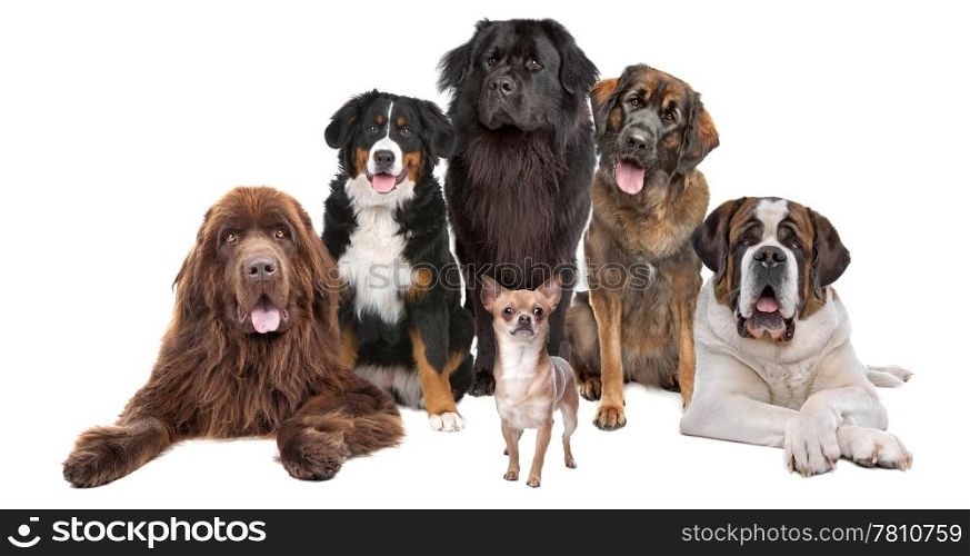 a chihuahua in front of five big dogs, isolated on a white background