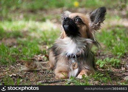 A chihuahua laying down