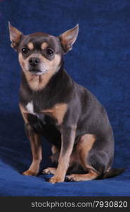 A chihuahua sitting on a blue background