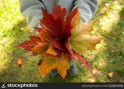 A child&acute;s collected bouquet of autumn leaves.