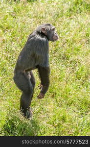 A Chimpanzee on an island in Lake Victoria where they are protected in a natural environment, jumps with joy as it is time to eat.