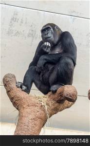 A chimpanzee sitting with his hands oh his chin appearing to be in deep thought