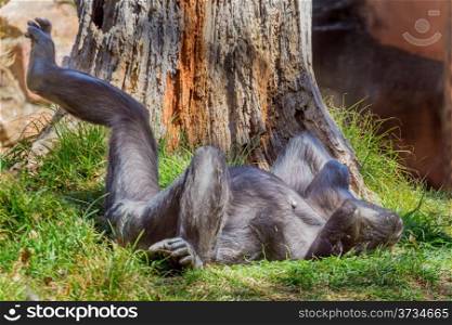 A Chimpanzee stretching its legs after waking up from a quick nap
