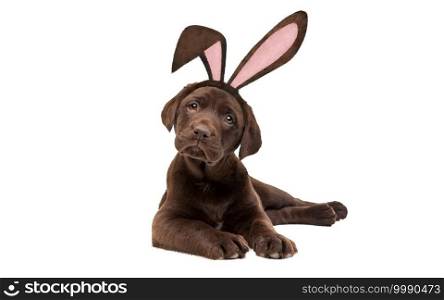 A chocolate Labrador puppy dog with bunny ears in front of a white background.. A chocolate Labrador puppy dog with bunny ears