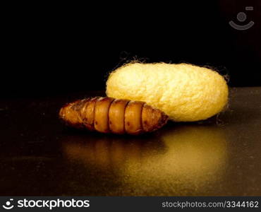 a chrysalis cocoon silk and black background